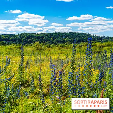 Le Parc du peuple de l'herbe dans les Yvelines - Étang de Galiotte - Carrières-sous-Poissy