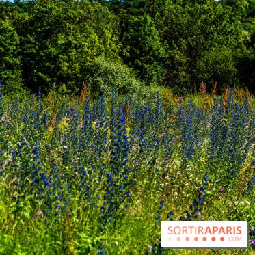 Le Parc du peuple de l'herbe dans les Yvelines - Étang de Galiotte - Carrières-sous-Poissy