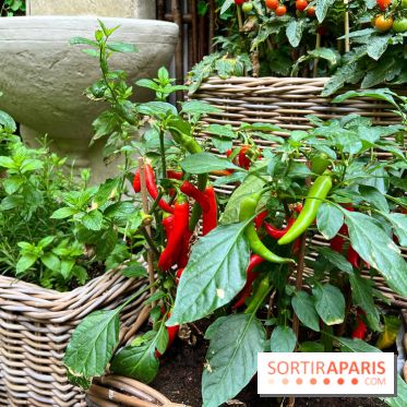 Le Potager, Roch Hotel & Spa - Potager