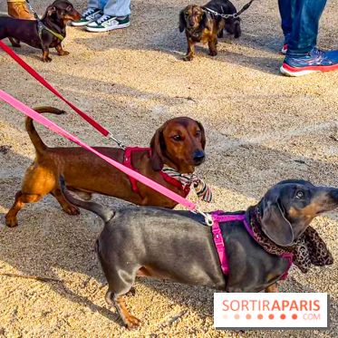 Paris Sausage Walk 2024 : la marche des teckels de retour dans la capitale