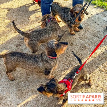 Paris Sausage Walk 2024 : la marche des teckels de retour dans la capitale
