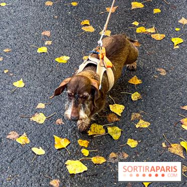 Paris Sausage Walk 2024 : la marche des teckels de retour dans la capitale - image00016
