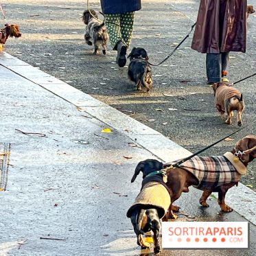 Paris Sausage Walk 2024 : la marche des teckels de retour dans la capitale - image00019
