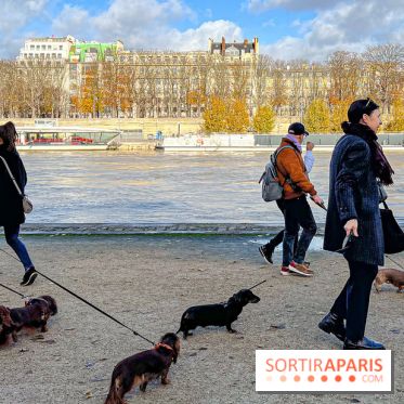 Paris Sausage Walk 2024 : la marche des teckels de retour dans la capitale - image00023