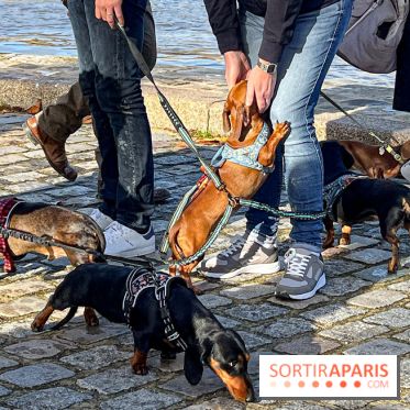Paris Sausage Walk 2024 : la marche des teckels de retour dans la capitale - image00025