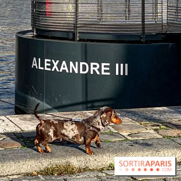 Paris Sausage Walk 2024 : la marche des teckels de retour dans la capitale - image00032