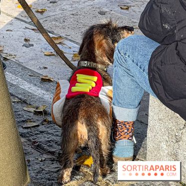 Paris Sausage Walk 2024 : la marche des teckels de retour dans la capitale - image00033