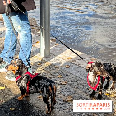 Paris Sausage Walk 2024 : la marche des teckels de retour dans la capitale - image00035