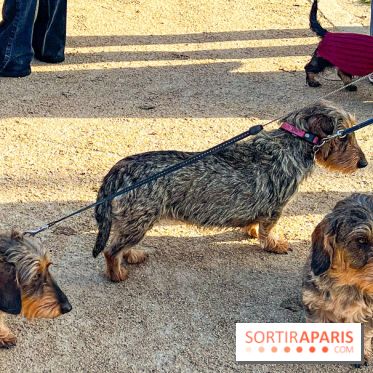 Paris Sausage Walk 2024 : la marche des teckels de retour dans la capitale - image00005