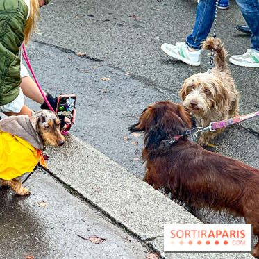 Paris Sausage Walk 2024 : la marche des teckels de retour dans la capitale - image00002