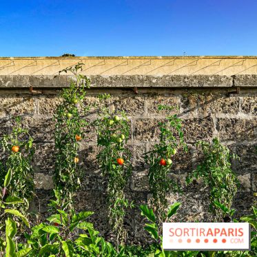 Les Saveurs du Potager du Roi à Versailles : marché de fruits & légumes, expositions et animations