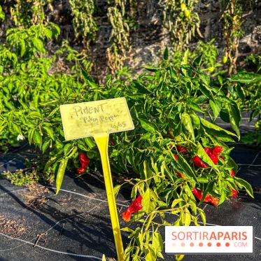 Les Saveurs du Potager du Roi à Versailles : marché de fruits & légumes, expositions et animations - image00015