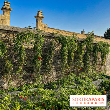 Les Saveurs du Potager du Roi à Versailles : marché de fruits & légumes, expositions et animations