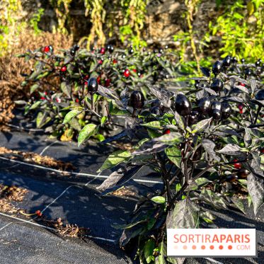 Les Saveurs du Potager du Roi à Versailles : marché de fruits & légumes, expositions et animations - image00017