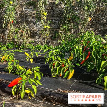 Les Saveurs du Potager du Roi à Versailles : marché de fruits & légumes, expositions et animations