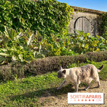 Les Saveurs du Potager du Roi à Versailles : marché de fruits & légumes, expositions et animations
