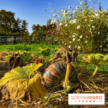 Les Saveurs du Potager du Roi à Versailles : marché de fruits & légumes, expositions et animations