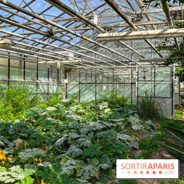Les Saveurs du Potager du Roi à Versailles : marché de fruits & légumes, expositions et animations - image00075