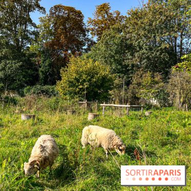 Les Saveurs du Potager du Roi à Versailles : marché de fruits & légumes, expositions et animations - image00079