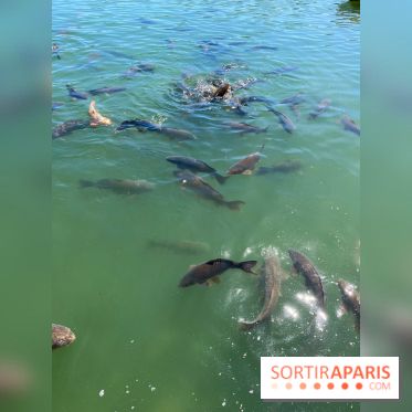 Etang aux carpes et barques - nos photos