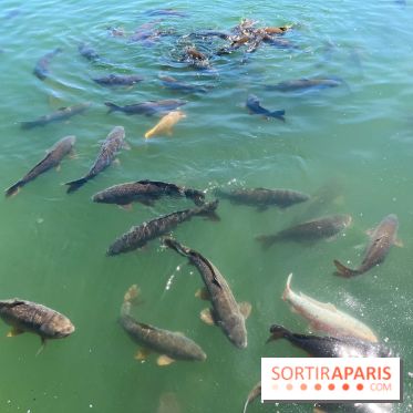 Etang aux carpes et barques - nos photos