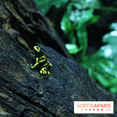 L'Arche des petites bêtes au Zoo de Thoiry