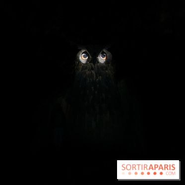 Les Esprits de la Forêt