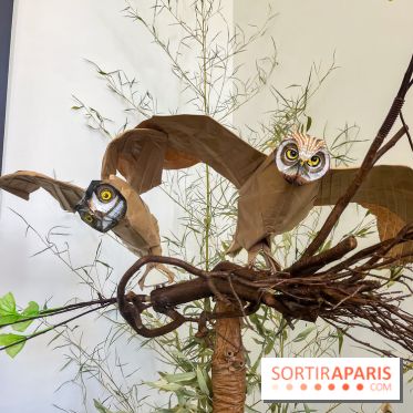 La faune en plis - nos photos - image00022