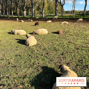 La Fête de la Citrouille - nos photos - image00012