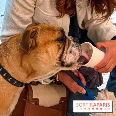 Le Doggy Brunch : le brunch gourmand entre chiens et maîtres à l'hôtel Kimpton Saint Honoré Paris - image00007