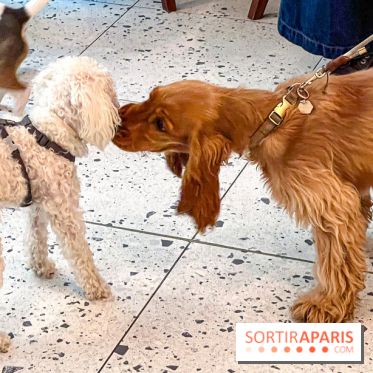 Le Doggy Brunch : le brunch gourmand entre chiens et maîtres à l'hôtel Kimpton Saint Honoré Paris