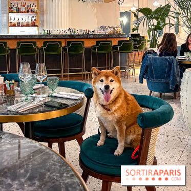 Le Doggy Brunch : le brunch gourmand entre chiens et maîtres à l'hôtel Kimpton Saint Honoré Paris - image00013