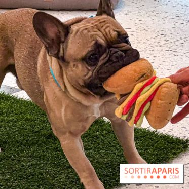 Le Doggy Brunch : le brunch gourmand entre chiens et maîtres à l'hôtel Kimpton Saint Honoré Paris - image00045