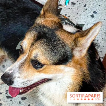 Le Doggy Brunch : le brunch gourmand entre chiens et maîtres à l'hôtel Kimpton Saint Honoré Paris - image00046