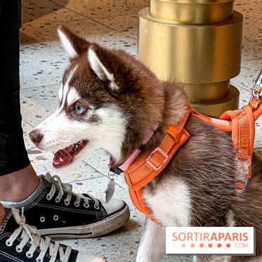 Le Doggy Brunch : le brunch gourmand entre chiens et maîtres à l'hôtel Kimpton Saint Honoré Paris - image00047