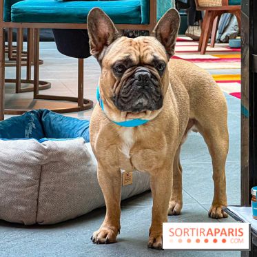 Le Doggy Brunch : le brunch gourmand entre chiens et maîtres à l'hôtel Kimpton Saint Honoré Paris - image00049