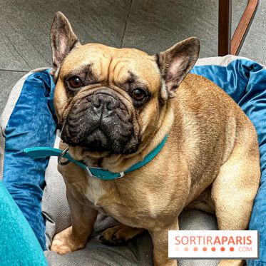 Le Doggy Brunch : le brunch gourmand entre chiens et maîtres à l'hôtel Kimpton Saint Honoré Paris - image00050