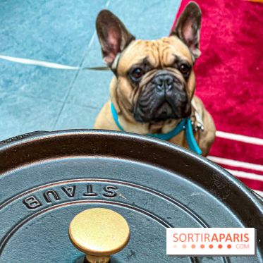 Le Doggy Brunch : le brunch gourmand entre chiens et maîtres à l'hôtel Kimpton Saint Honoré Paris - image00052