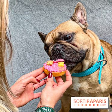 Le Doggy Brunch : le brunch gourmand entre chiens et maîtres à l'hôtel Kimpton Saint Honoré Paris - image00062