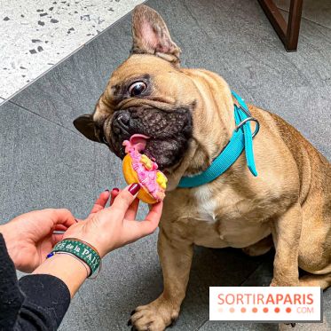 Le Doggy Brunch : le brunch gourmand entre chiens et maîtres à l'hôtel Kimpton Saint Honoré Paris