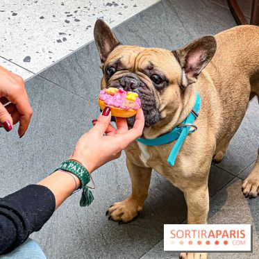 Le Doggy Brunch : le brunch gourmand entre chiens et maîtres à l'hôtel Kimpton Saint Honoré Paris - image00065