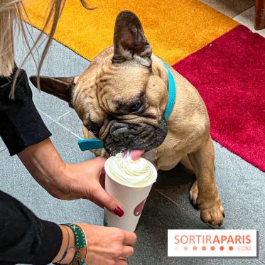 Le Doggy Brunch : le brunch gourmand entre chiens et maîtres à l'hôtel Kimpton Saint Honoré Paris - image00067