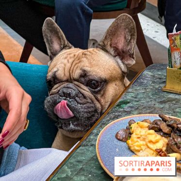 Le Doggy Brunch : le brunch gourmand entre chiens et maîtres à l'hôtel Kimpton Saint Honoré Paris