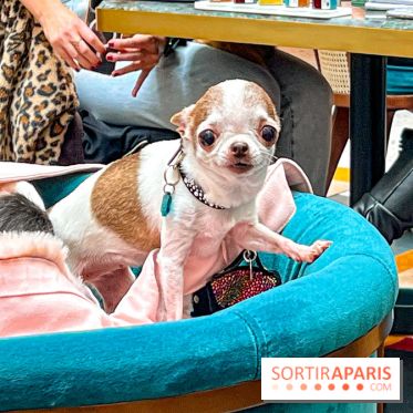 Le Doggy Brunch : le brunch gourmand entre chiens et maîtres à l'hôtel Kimpton Saint Honoré Paris - image00069