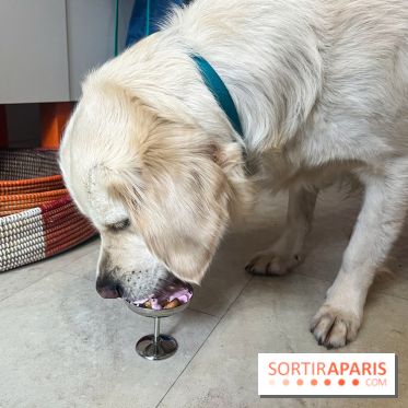 CAYU Canidés Club, la boutique d'accessoires dog friendly - nos photos