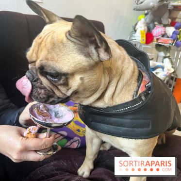 CAYU Canidés Club, la boutique d'accessoires dog friendly - nos photos