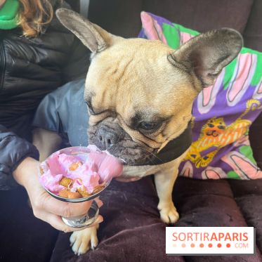 CAYU Canidés Club, la boutique d'accessoires dog friendly - nos photos