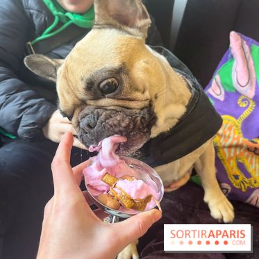 CAYU Canidés Club, la boutique d'accessoires dog friendly - nos photos