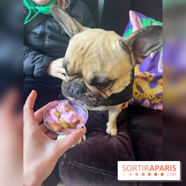 CAYU Canidés Club, la boutique d'accessoires dog friendly - nos photos