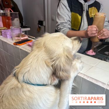 CAYU Canidés Club, la boutique d'accessoires dog friendly - nos photos